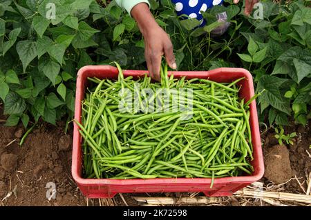 Donna agricoltore commerciale a Limpopo in Sud Africa facendo ondate in un settore maschile dominato Foto Stock