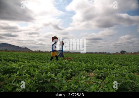 Donna agricoltore commerciale a Limpopo in Sud Africa facendo ondate in un settore maschile dominato Foto Stock