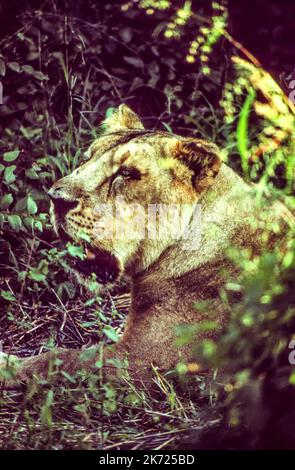 Il Parco Nazionale della Foresta di Gir, stato del Gujarat, è l'unico habitat sopravvissuto del leone asiatico o indiano (Panthera leo leo) Foto Stock