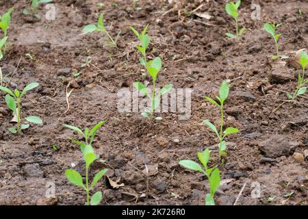 Pepare i giovani pianta nelle fattorie biologiche. Giovani piante di pepe vegetale su un letto in giardino. Nuovo germoglio nelle giornate di sole in giardino. Foto Stock