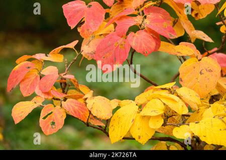 Fothergilla Major, Autunno, montagna Strega-Alder, foglie, ramo, Arbusto, pianta, ontano di Strega, Fothergilla Monticola grande Foto Stock