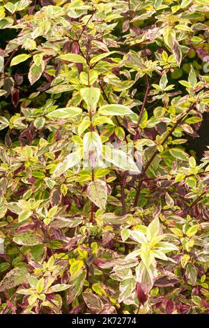 Cornus 'hedgerows Gold' Red Twig Dogwood nel colore autunnale Foto Stock