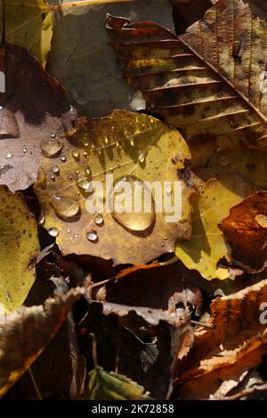 Rugiada in autunno Foto Stock