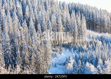 Vista sui boschi di conifere in inverno Foto Stock