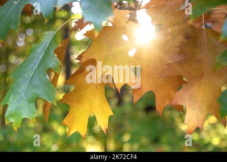 Il sole splende attraverso il fogliame autunnale. Foto Stock