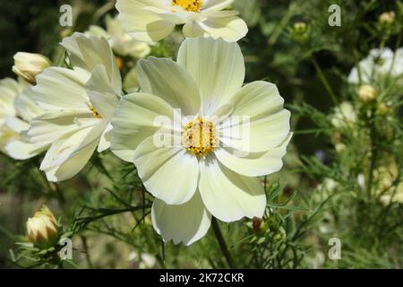 Ottocera messicana (Cosmos bipinnatus 'Sensation Yellow') fiore. Foto Stock