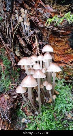 Il mungere bianco - Micena galopus - è una specie immangiabile di fungo della famiglia Micenaceae. Eberbach, Germania Foto Stock