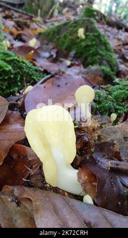 Funghi Spathularia flavida, comunemente conosciuta come la lingua di terra gialla, il ventilatore giallo, o il ventilatore delle fate. Eberbach, Germania Foto Stock