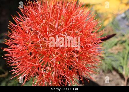 Giglio di fuoco (Scadoxus multiforo) in fiore in giardino : (pix SShukla) Foto Stock