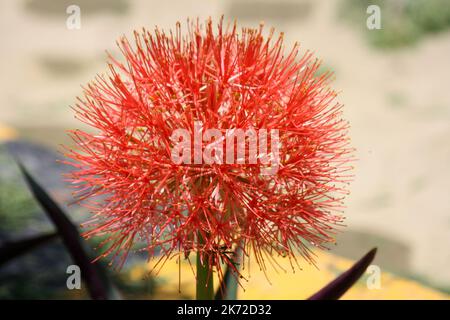 Giglio di fuoco (Scadoxus multiforo) in fiore in giardino : (pix SShukla) Foto Stock