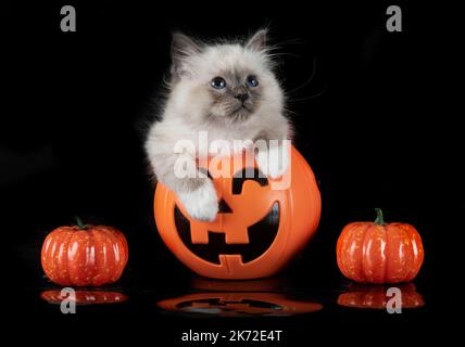 giovane gatto birman di fronte a sfondo nero Foto Stock