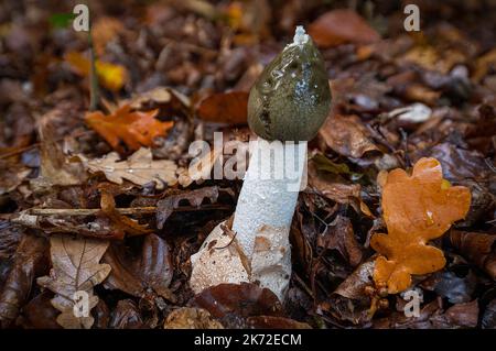 Funghi phallus impudicus conosciuti anche come stinkhorn con gel spore che gocciola giù il tappo verde oliva e circondato da foglie di quercia autunnale sul terreno. Foto Stock