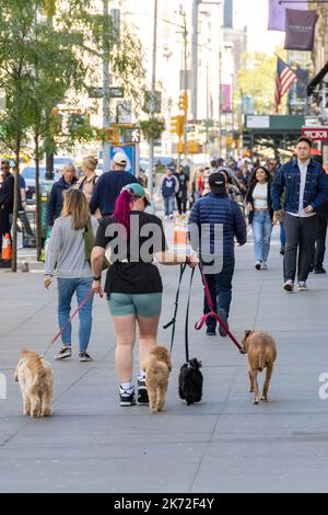 Camminatore professionista per cani su strada, Manhattan, New York City, USA Foto Stock