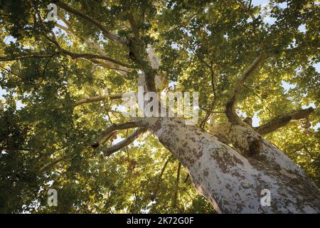Antico e alto albero di platano in autunno con luce solare tra le foglie Foto Stock