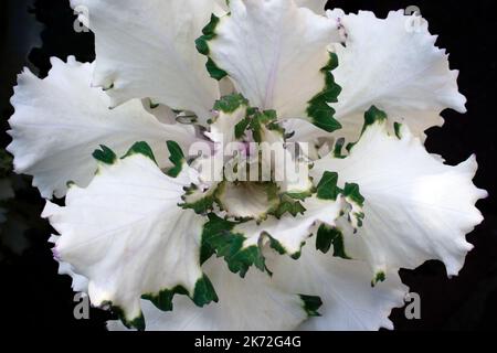 Kale ornamentale, varietà speciale di cavolo detta brassica oleracea usata non come alimento ma per i porpi decorativi Foto Stock