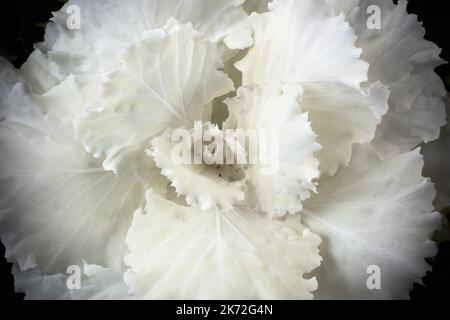 Kale ornamentale, varietà speciale di cavolo detta brassica oleracea usata non come alimento ma per i porpi decorativi Foto Stock