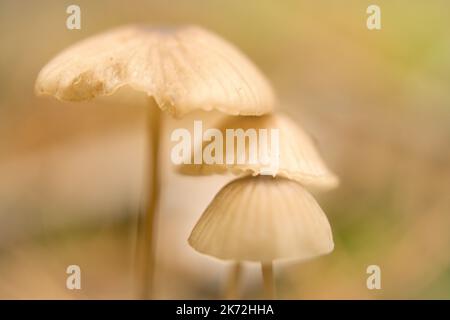 un gruppo di funghi filigrini, sul pavimento della foresta in luce soffusa. Macro scattata dalla natura Foto Stock