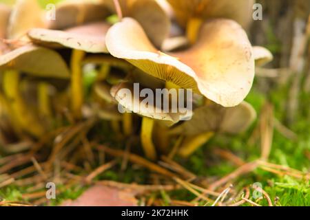 un gruppo di funghi filigrini, sul pavimento della foresta in luce soffusa. Macro scattata dalla natura Foto Stock