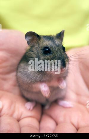 Carino criceto Djungariano seduto sulle sue mani Foto Stock