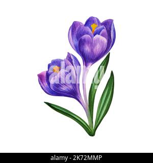 Blu Crocus. Illustrazione acquerello. Isolato su sfondo bianco. fiori primaverili. Invito, biglietto di nozze, biglietto di compleanno. Foto Stock