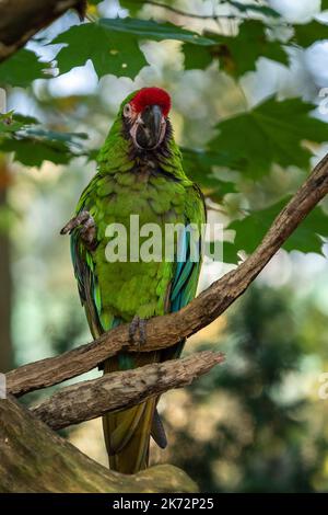 Grande macaw militare verde Ara militaris mexicana. Foto Stock