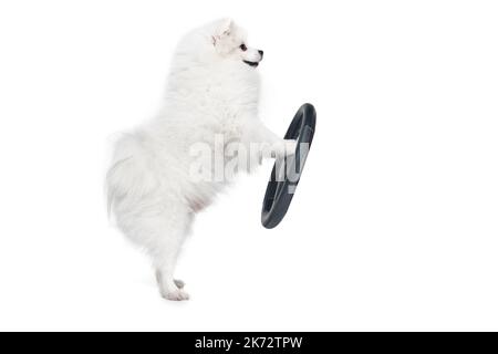 Divertente spitz bianco peloso in piedi vicino al volante isolato su sfondo bianco. Concetto di animale domestico di razza. assistenza sanitaria, veterinario Foto Stock