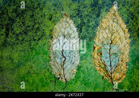 Foglia dietro il vetro verde lucido Foto Stock