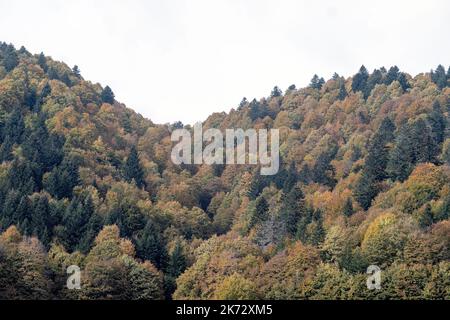 Pian del cansiglio durante la stagione autunnale. Venezia, 9 ottobre 2022 Foto Stock