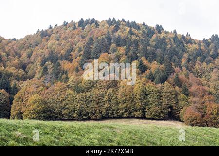 Pian del cansiglio durante la stagione autunnale. Venezia, 9 ottobre 2022 Foto Stock