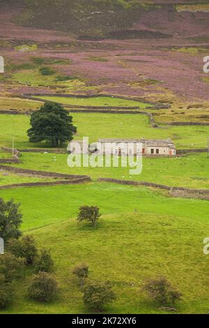 Swaledale fattoria sotto Harkerside Moor, nel Yorkshire Dales, Regno Unito Foto Stock