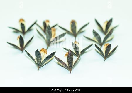 Il mogano cinese di Toona Sinensis è un seme ornamentale sorprendentemente bello, comunemente chiamato mogano cinese, cedro cinese, toon cinese, o toon rosso Foto Stock