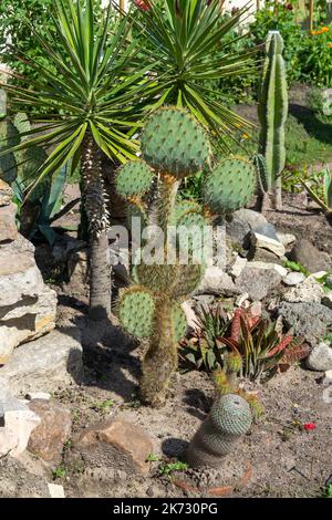 Cactus e succulenti e altre piante di clima arido in un angolo ben curato del giardino Foto Stock