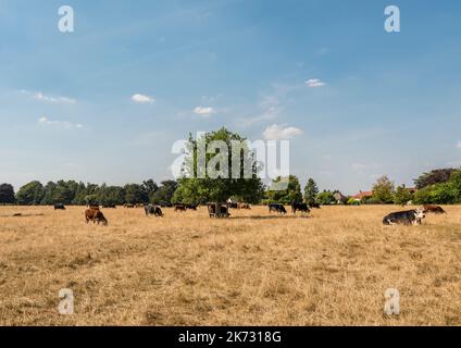 Una mandria di bovini che pascolano a Minchinhampton Common, vicino Stroud, durante l'ondata di caldo estivo del 2022. Il comune è gestito dal National Trust Foto Stock