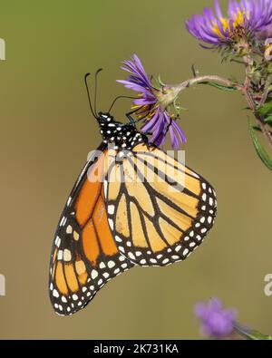 Farfalla Monarch (Danaus plexippus) che si nectara su un Astro del New England in autunno - Ontario, Canada Foto Stock