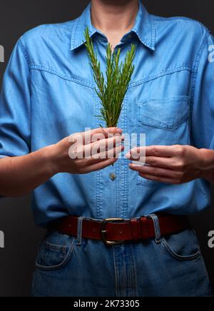 Le mani della donna in camicia blu denim con bouquet di rosmarino verde su fondo grigio scuro Foto Stock