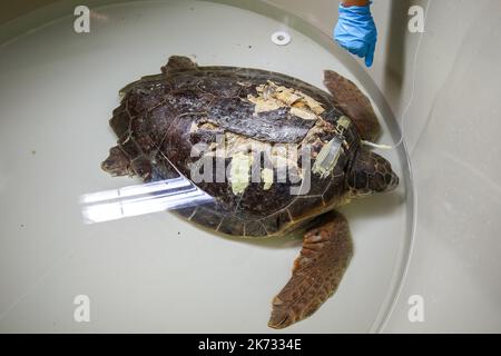 La tartaruga di testa di loggera Margo è vista durante il recupero nell'Acquario di Pola. Margo arrivò al centro con una grave lesione della conchiglia (molto probabilmente a causa dell'impatto della nave). Margo è in quarantena, dove attualmente si sta riprendendo bene con l'aiuto del team dell'Acquario di Pola, a Pola, Croazia, il 30 settembre 2022. Foto: Srecko Niketic/PIXSELL Foto Stock