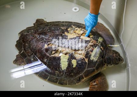 La tartaruga di testa di loggera Margo è vista durante il recupero nell'Acquario di Pola. Margo arrivò al centro con una grave lesione della conchiglia (molto probabilmente a causa dell'impatto della nave). Margo è in quarantena, dove attualmente si sta riprendendo bene con l'aiuto del team dell'Acquario di Pola, a Pola, Croazia, il 30 settembre 2022. Foto: Srecko Niketic/PIXSELL Foto Stock