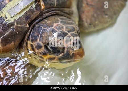 La tartaruga di testa di loggera Margo è vista durante il recupero nell'Acquario di Pola. Margo arrivò al centro con una grave lesione della conchiglia (molto probabilmente a causa dell'impatto della nave). Margo è in quarantena, dove attualmente si sta riprendendo bene con l'aiuto del team dell'Acquario di Pola, a Pola, Croazia, il 30 settembre 2022. Foto: Srecko Niketic/PIXSELL Foto Stock