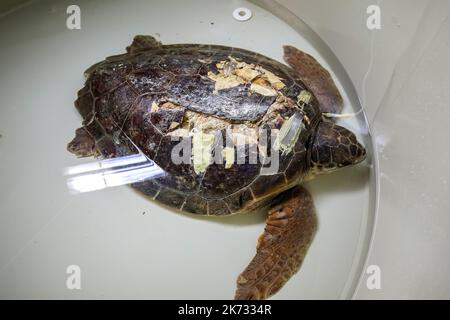 La tartaruga di testa di loggera Margo è vista durante il recupero nell'Acquario di Pola. Margo arrivò al centro con una grave lesione della conchiglia (molto probabilmente a causa dell'impatto della nave). Margo è in quarantena, dove attualmente si sta riprendendo bene con l'aiuto del team dell'Acquario di Pola, a Pola, Croazia, il 30 settembre 2022. Foto: Srecko Niketic/PIXSELL Foto Stock