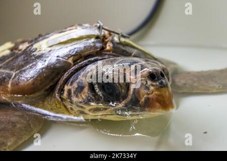 La tartaruga di testa di loggera Margo è vista durante il recupero nell'Acquario di Pola. Margo arrivò al centro con una grave lesione della conchiglia (molto probabilmente a causa dell'impatto della nave). Margo è in quarantena, dove attualmente si sta riprendendo bene con l'aiuto del team dell'Acquario di Pola, a Pola, Croazia, il 30 settembre 2022. Foto: Srecko Niketic/PIXSELL Foto Stock