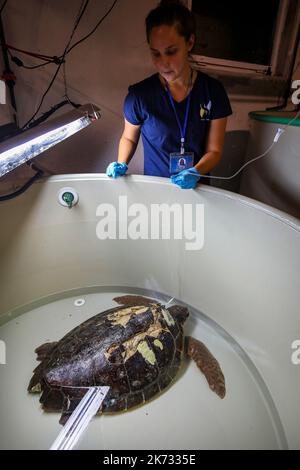 La tartaruga di testa di loggera Margo è vista durante il recupero nell'Acquario di Pola. Margo arrivò al centro con una grave lesione della conchiglia (molto probabilmente a causa dell'impatto della nave). Margo è in quarantena, dove attualmente si sta riprendendo bene con l'aiuto del team dell'Acquario di Pola, a Pola, Croazia, il 30 settembre 2022. Foto: Srecko Niketic/PIXSELL Foto Stock