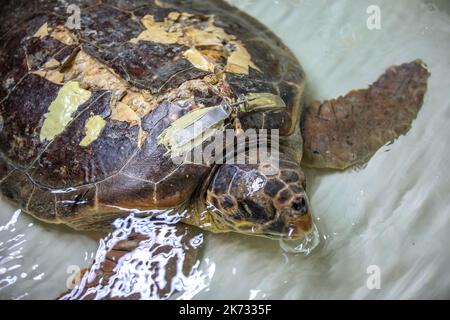 La tartaruga di testa di loggera Margo è vista durante il recupero nell'Acquario di Pola. Margo arrivò al centro con una grave lesione della conchiglia (molto probabilmente a causa dell'impatto della nave). Margo è in quarantena, dove attualmente si sta riprendendo bene con l'aiuto del team dell'Acquario di Pola, a Pola, Croazia, il 30 settembre 2022. Foto: Srecko Niketic/PIXSELL Foto Stock