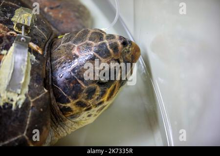 La tartaruga di testa di loggera Margo è vista durante il recupero nell'Acquario di Pola. Margo arrivò al centro con una grave lesione della conchiglia (molto probabilmente a causa dell'impatto della nave). Margo è in quarantena, dove attualmente si sta riprendendo bene con l'aiuto del team dell'Acquario di Pola, a Pola, Croazia, il 30 settembre 2022. Foto: Srecko Niketic/PIXSELL Foto Stock