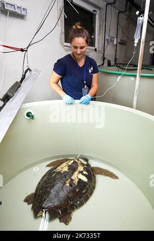 La tartaruga di testa di loggera Margo è vista durante il recupero nell'Acquario di Pola. Margo arrivò al centro con una grave lesione della conchiglia (molto probabilmente a causa dell'impatto della nave). Margo è in quarantena, dove attualmente si sta riprendendo bene con l'aiuto del team dell'Acquario di Pola, a Pola, Croazia, il 30 settembre 2022. Foto: Srecko Niketic/PIXSELL Foto Stock