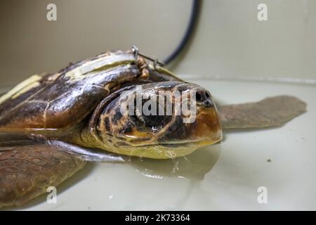 La tartaruga di testa di loggera Margo è vista durante il recupero nell'Acquario di Pola. Margo arrivò al centro con una grave lesione della conchiglia (molto probabilmente a causa dell'impatto della nave). Margo è in quarantena, dove attualmente si sta riprendendo bene con l'aiuto del team dell'Acquario di Pola, a Pola, Croazia, il 30 settembre 2022. Foto: Srecko Niketic/PIXSELL Foto Stock