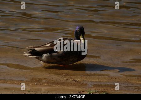 foto di un'anatra in piedi in acqua sulla spiaggia Foto Stock