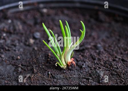 Gli scalogno crescono sul terreno in vaso, le piante crescono giardino biologico, gli cipolle sono pronti a crescere gli scalogno piantati sul terreno Foto Stock