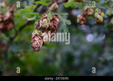 coni di luppolo marrone e verde contro alberi verdi sfocati Foto Stock