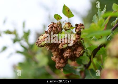 coni di luppolo marrone e verde contro alberi verdi sfocati Foto Stock