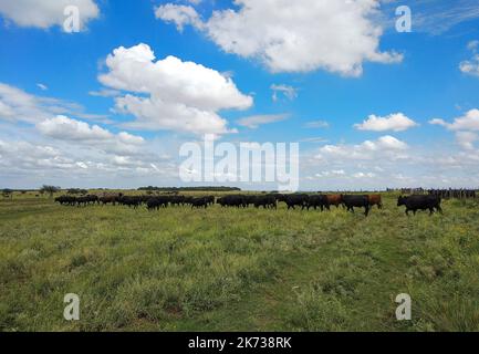 Mucche allevate con pascoli naturali, produzione di carne nella campagna argentina, provincia la Pampa, Argentina. Foto Stock